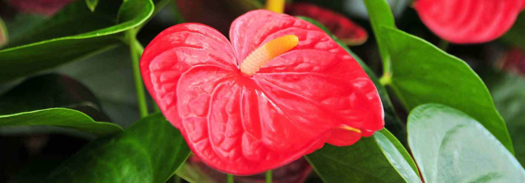 Anthurium - Lengua de fuego: cultivo y cuidados