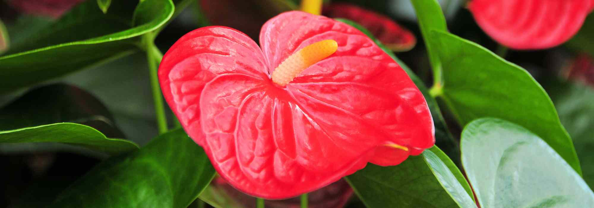 Anthurium - Lengua de fuego: cultivo y cuidados