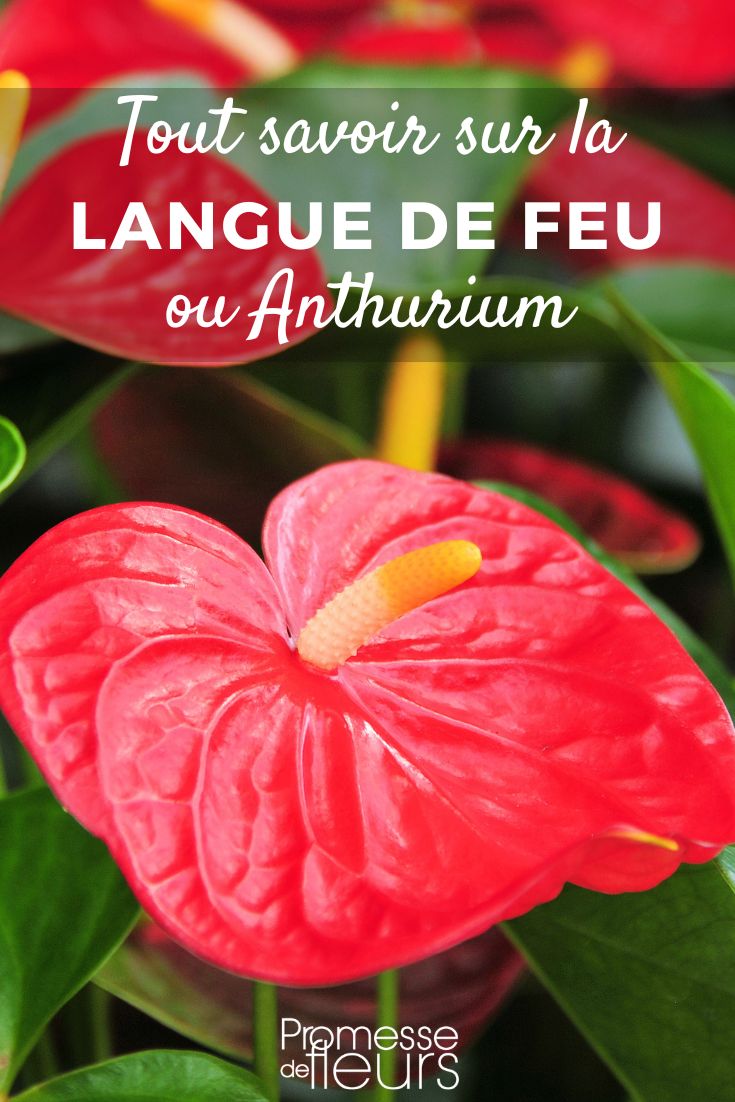 Anthurium - Lengua de fuego: cultivo y cuidados