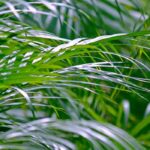 Areca: cultivo, plantación y cuidados de la palmera de interior