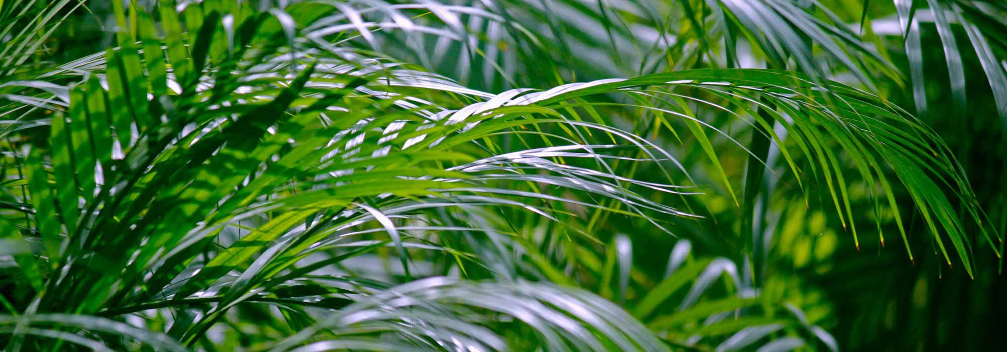 Areca: cultivo, plantación y cuidado de la palmera de interior