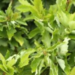 Aliso gris ‘Monstrosa’: el árbol retorcido que realza los Pequeños jardines