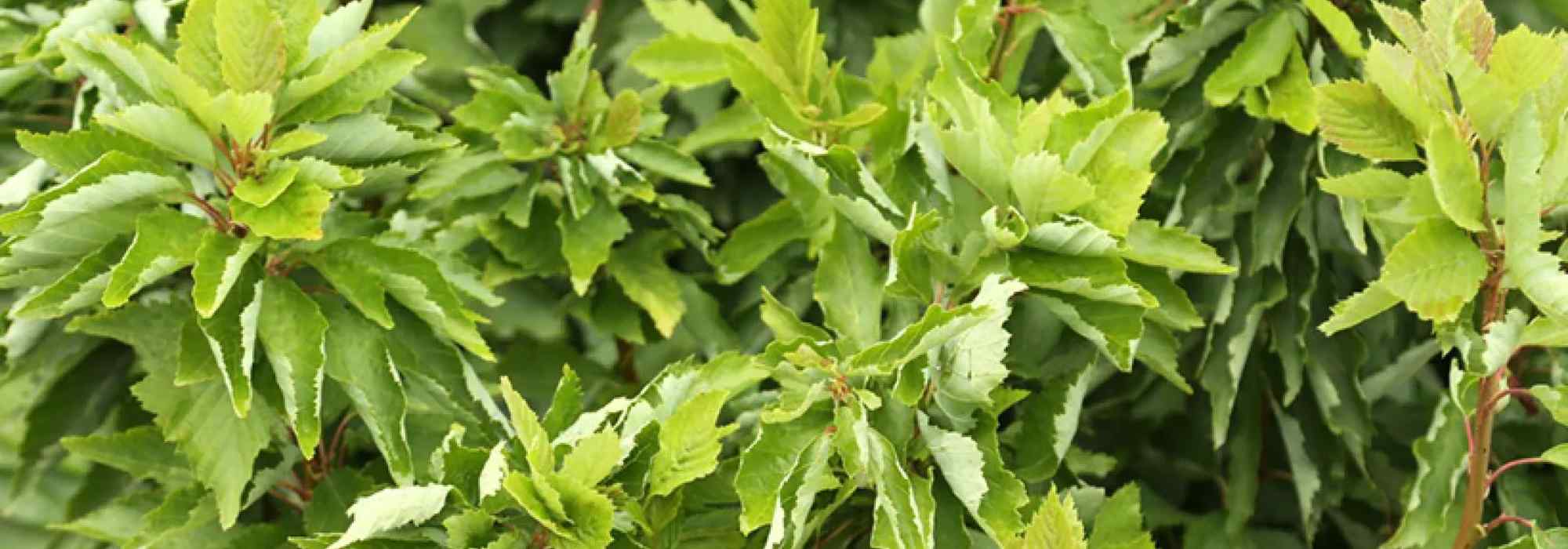 Aliso gris ‘Monstrosa’: el árbol retorcido que realza los Pequeños jardines