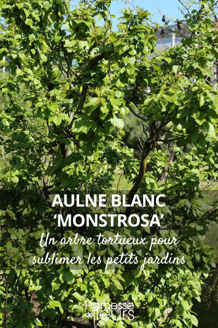 Alnus incana ‘Monstrosa’