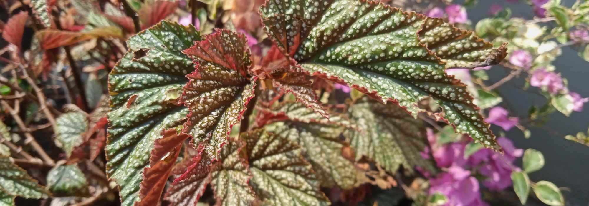 Begonias de interior: cultivo y cuidados