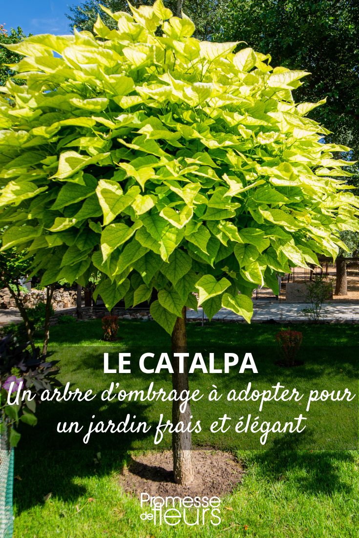 Árbol de sombra: adopta el Catalpa para un jardín fresco y elegante