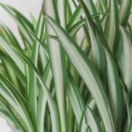 Clorofito - Planta araña: plantar y cultivar