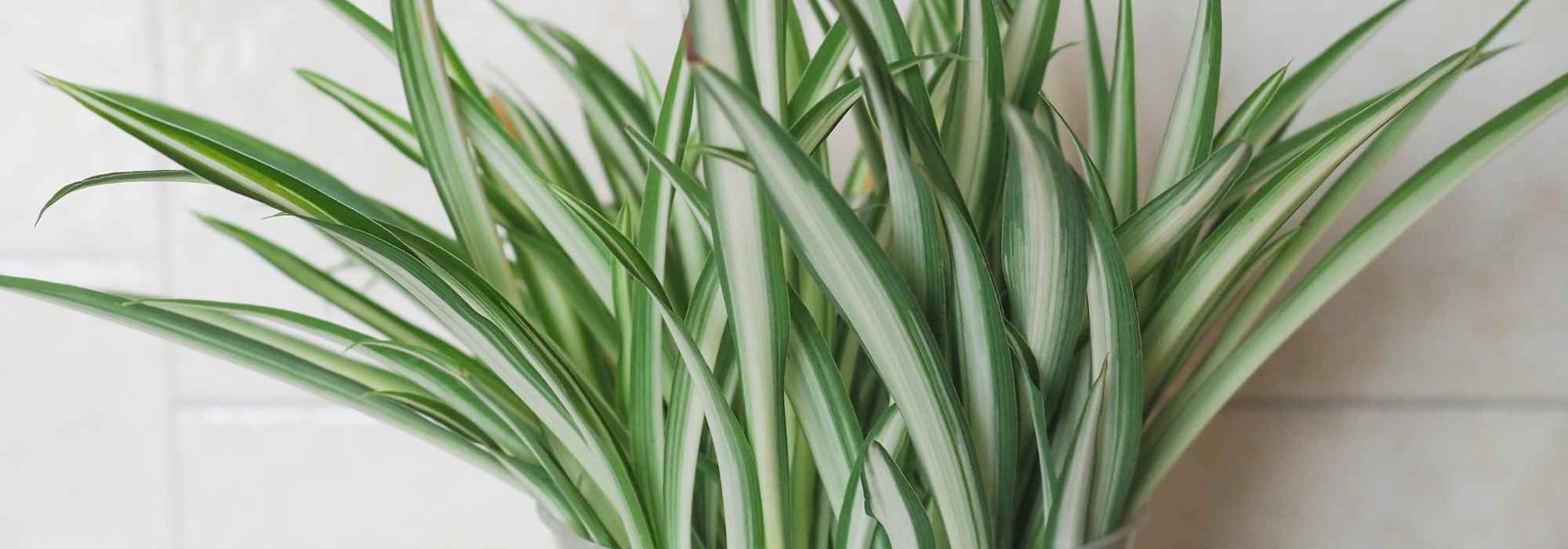 Clorofito - Planta araña: plantar y cultivar