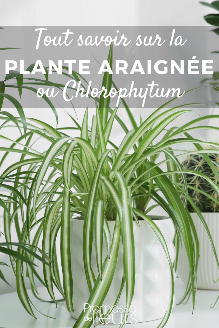 Chlorophytum Chlorophytum - Planta araña: plantar y cultivar