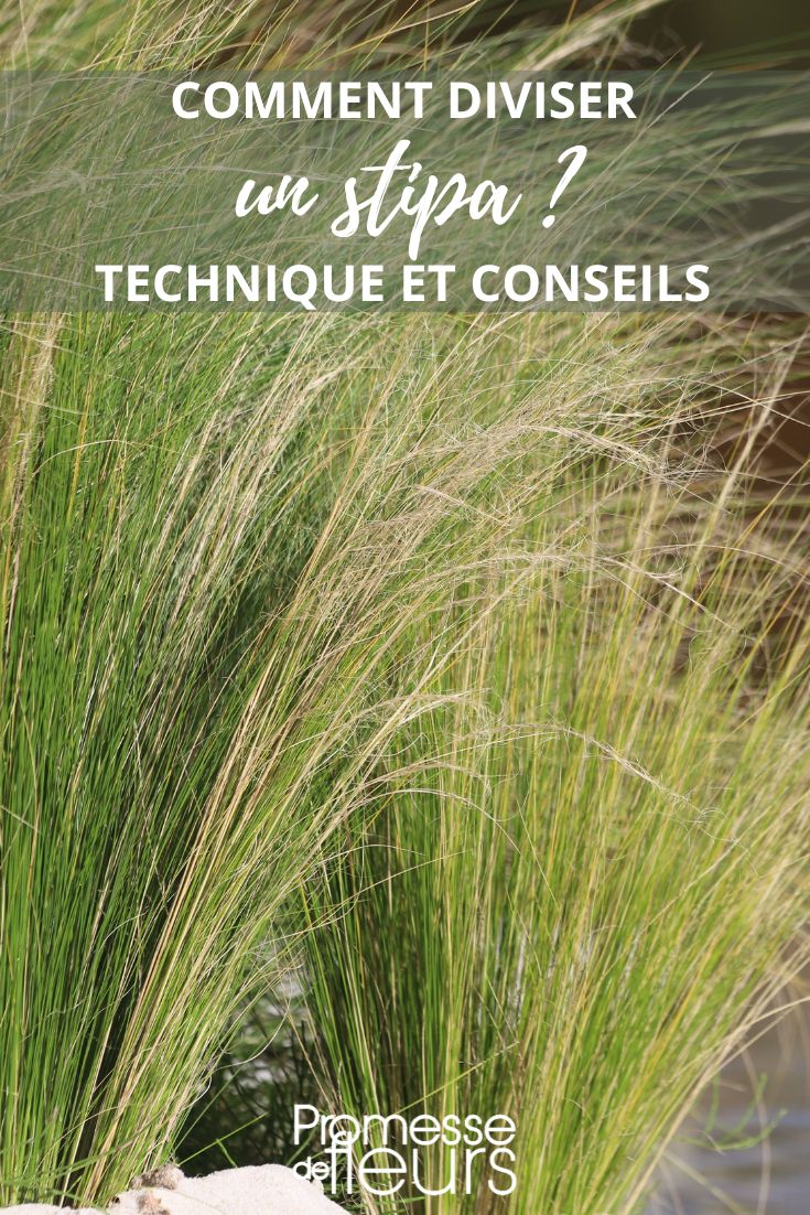 stipa