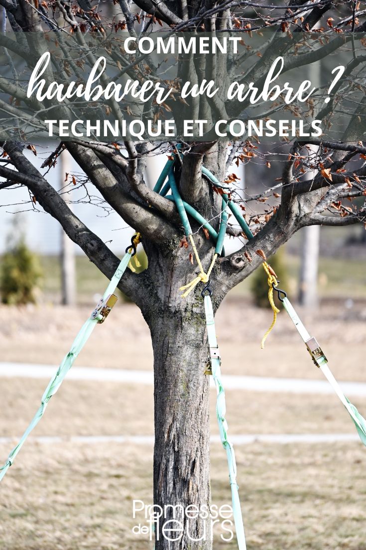 árbol con correa