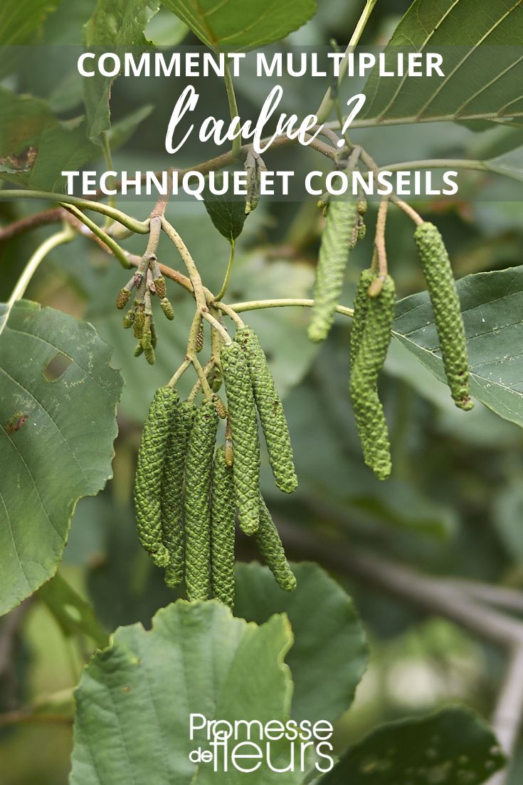 alnus (sin traducción, ya que es un nombre científico de planta que se mantiene igual en español)