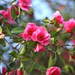 Cómo rejuvenecer un camelia: técnicas y consejos
