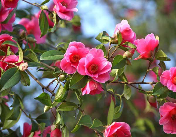 Cómo rejuvenecer un camelia: técnicas y consejos