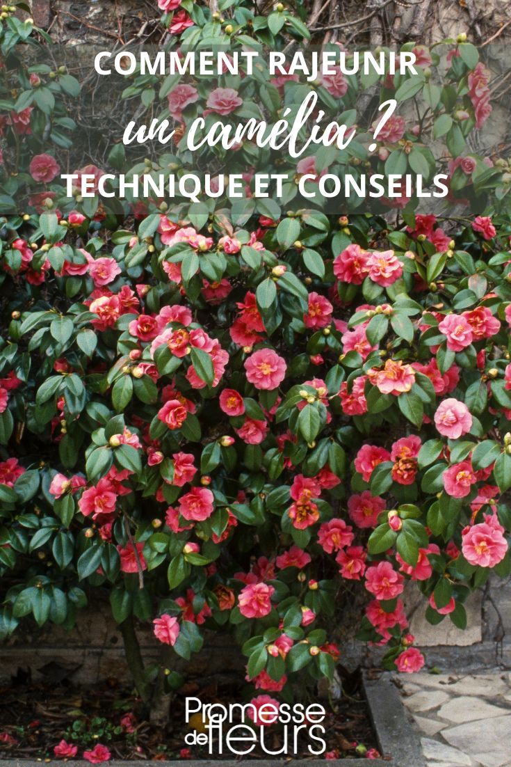 mantenimiento de un camelio viejo