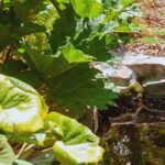 ¿Cómo vegetalizar los alrededores de una charca?