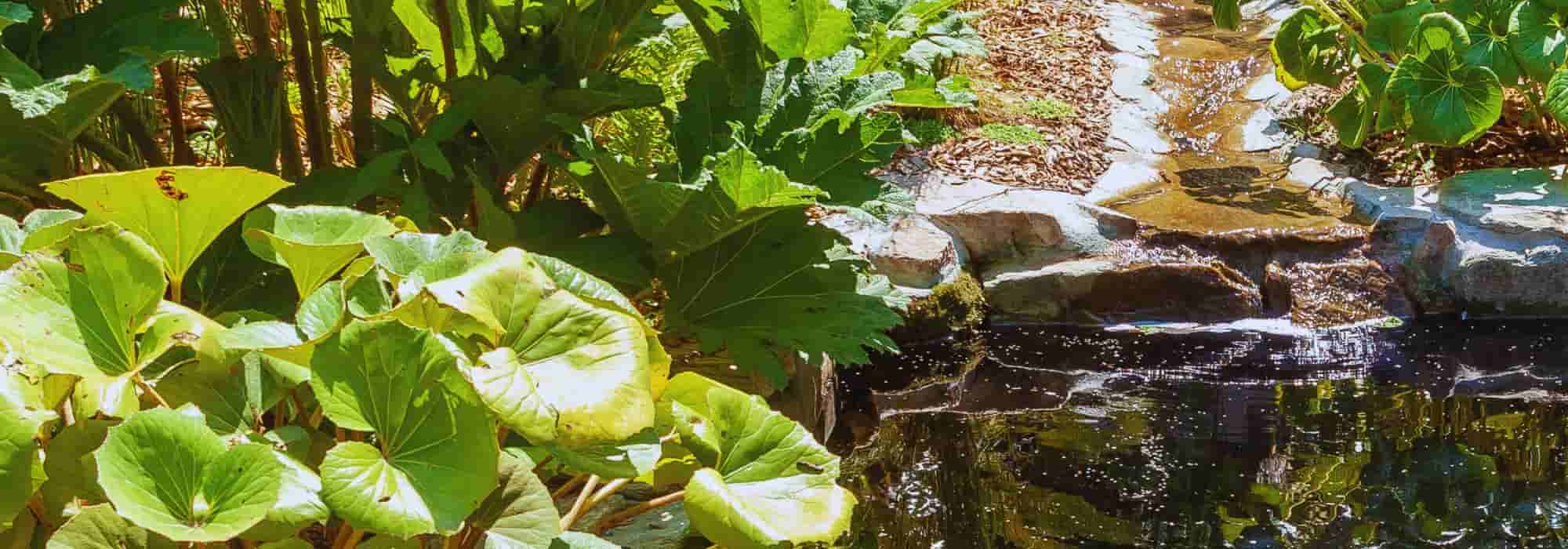 ¿Cómo vegetalizar los alrededores de una charca?