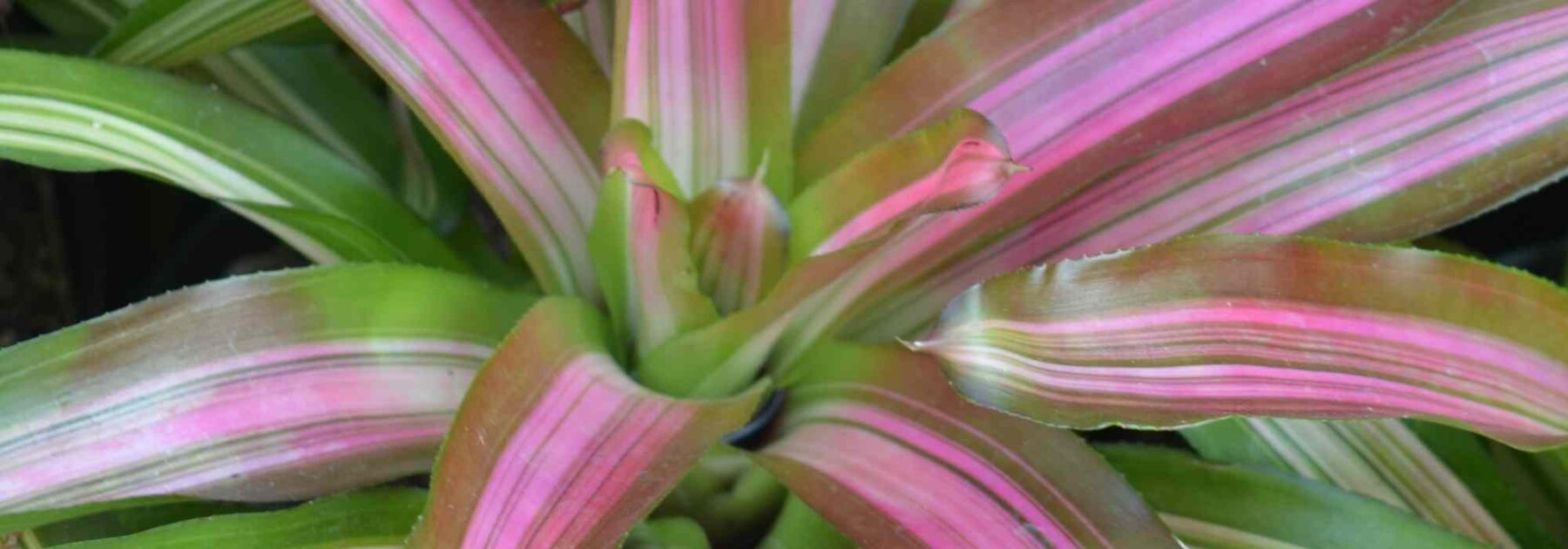Cryptanthus - Criptanto: cultivo y cuidados