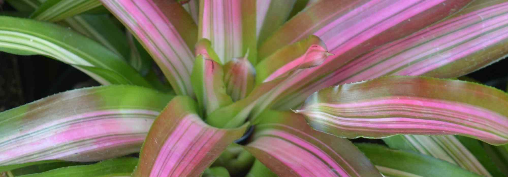 Cryptanthus - Criptanto: cultivo y cuidados