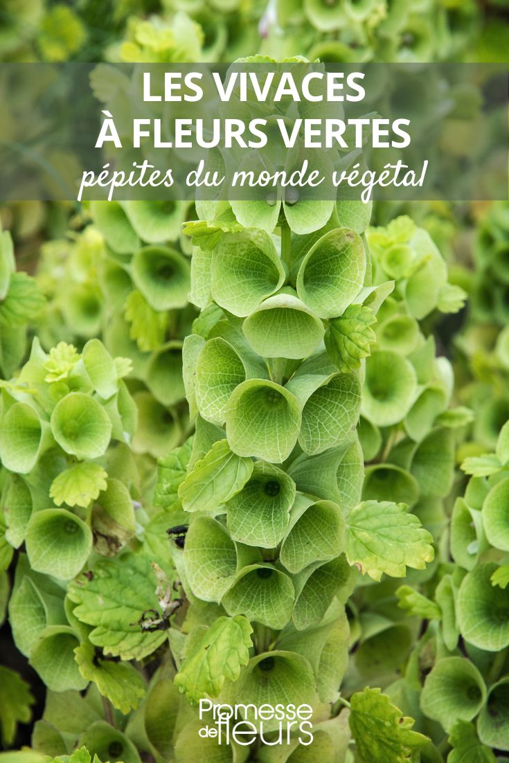 Moluccella laevis (traducción al español: Molucela laevis)