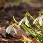 ¿Cómo cuidar las campanillas de invierno después de su floración?