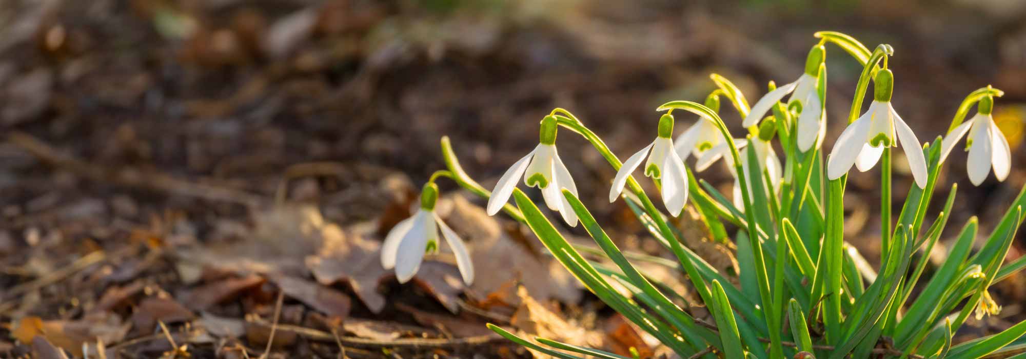 ¿Cómo cuidar las campanillas de invierno después de su floración?