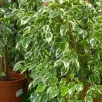 Ficus de interior: cultivo y cuidados