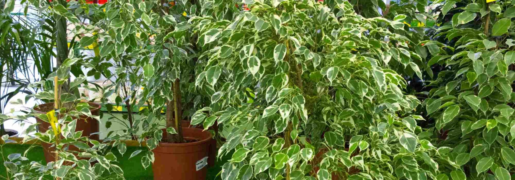 Ficus de interior: cultivo y cuidado