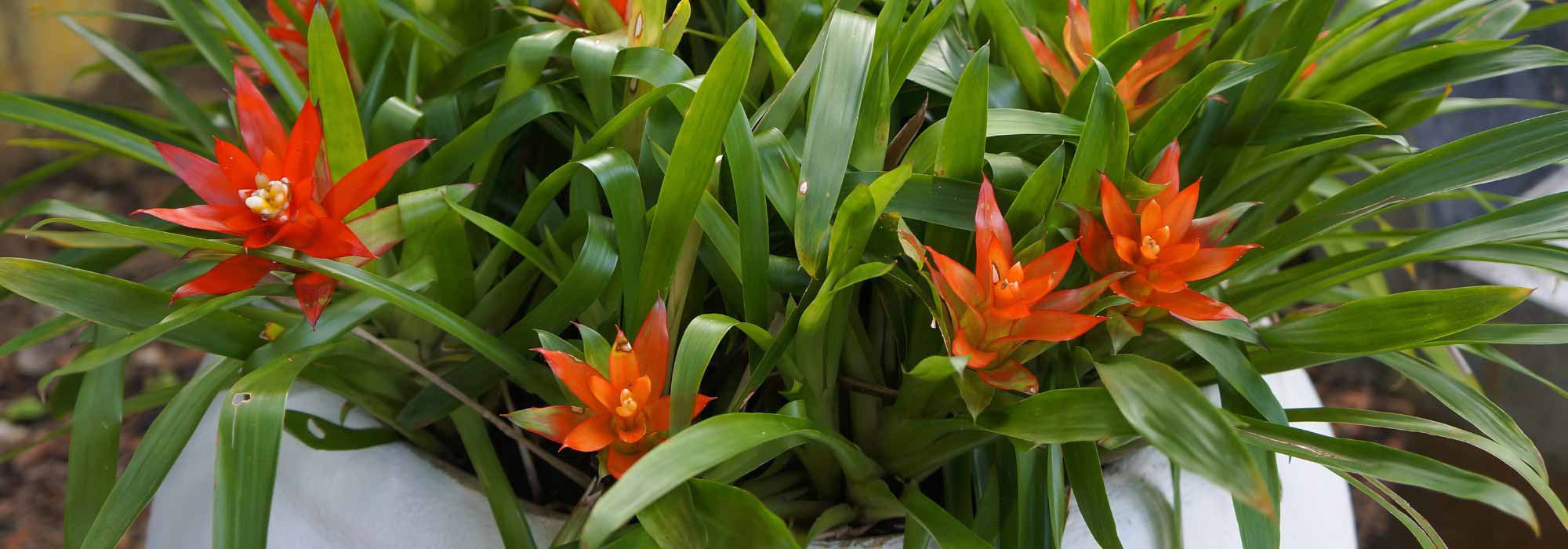 Guzmania: cuidados, plantación y consejos