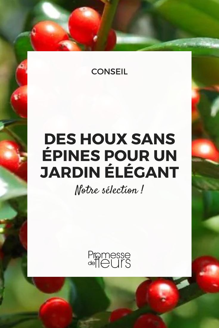 Ilex verticillata (traducción al español: Acebo americano o Acebo de invierno)