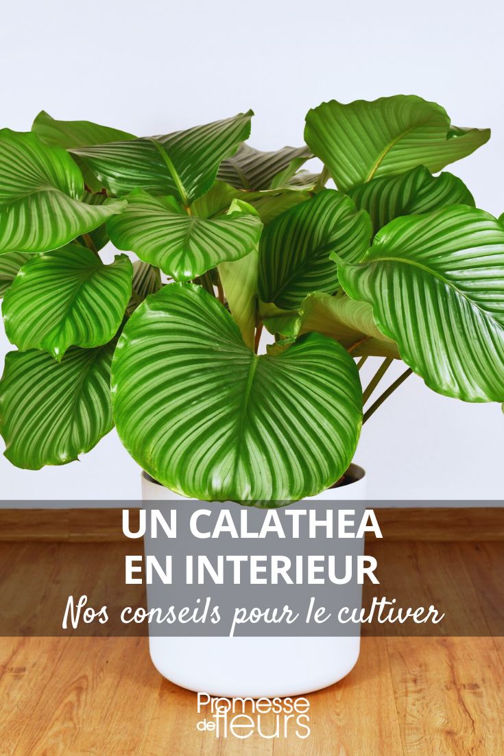 cultivar un calathea