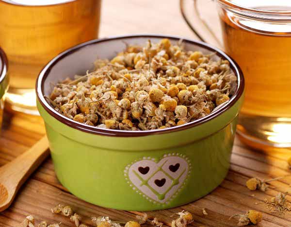 ¿Cómo hacer infusión y maceración de manzanilla para potenciar tus cultivos?