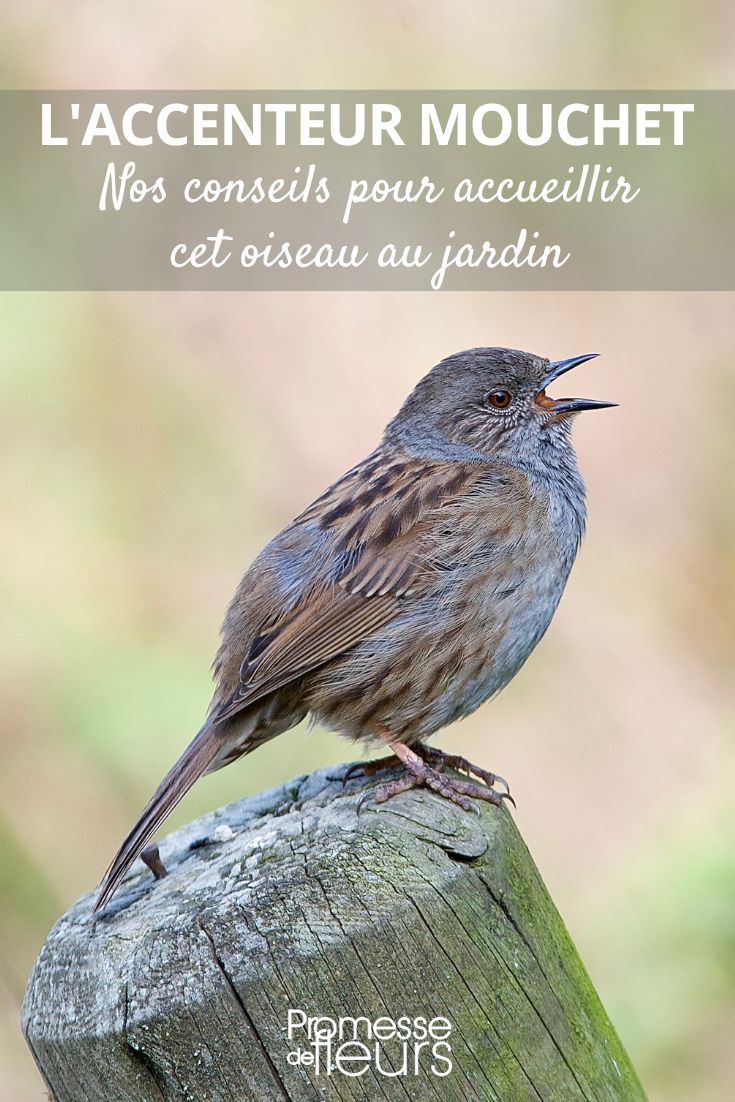 Recibir al Acentor Común en el jardín