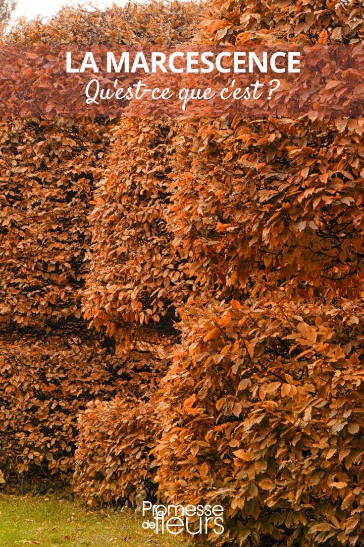 Carpinus betulus (Haya común)