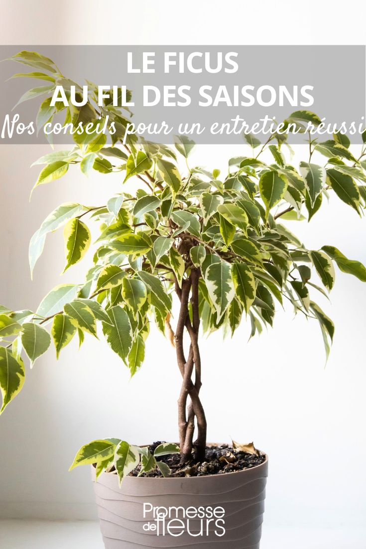 Aquí tienes la traducción al español del término "ficus":

"ficus"

(Nota: En este caso, como se trata de un nombre científico/botánico, se mantiene igual en español. Si necesitas la traducción de un texto más amplio sobre esta planta, por favor proporciónalo para una traducción completa y contextualizada.)