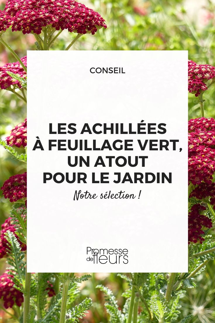 Aquí tienes la traducción al español del texto, lista para ser publicada en WordPress:

Achillea millefolium 'Red Velvet'