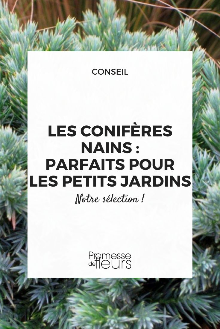 pequeños coníferas para jardines pequeños