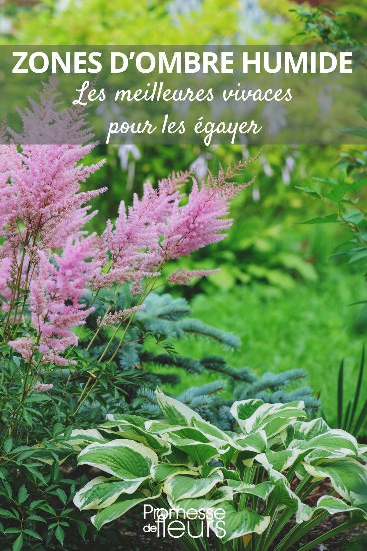 plantas perennes para la sombra