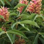 ¿Cómo elegir un castaño de indias adecuado para tu jardín?