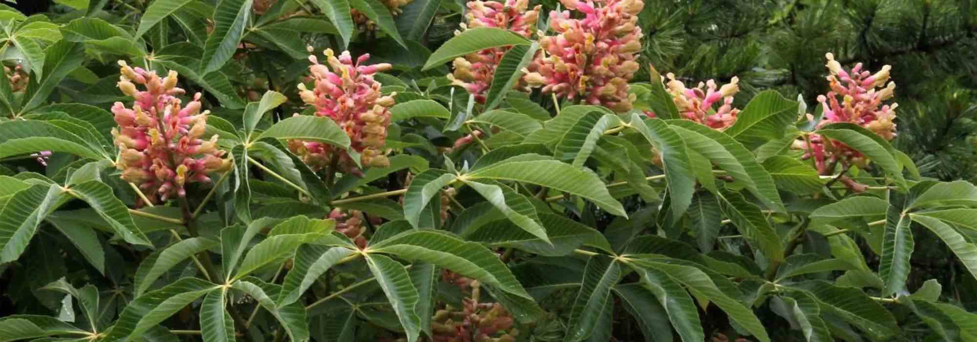 ¿Cómo elegir un castaño de indias adecuado para tu jardín?