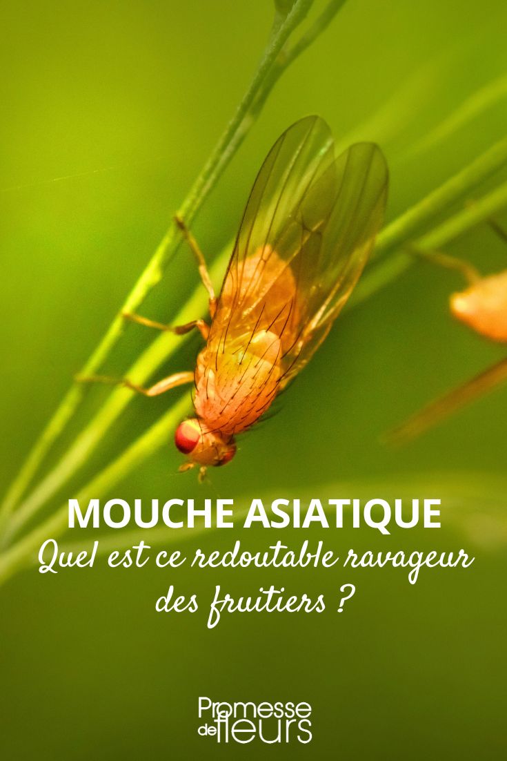 Drosophila suzukii (Mosca del vinagre de alas manchadas)