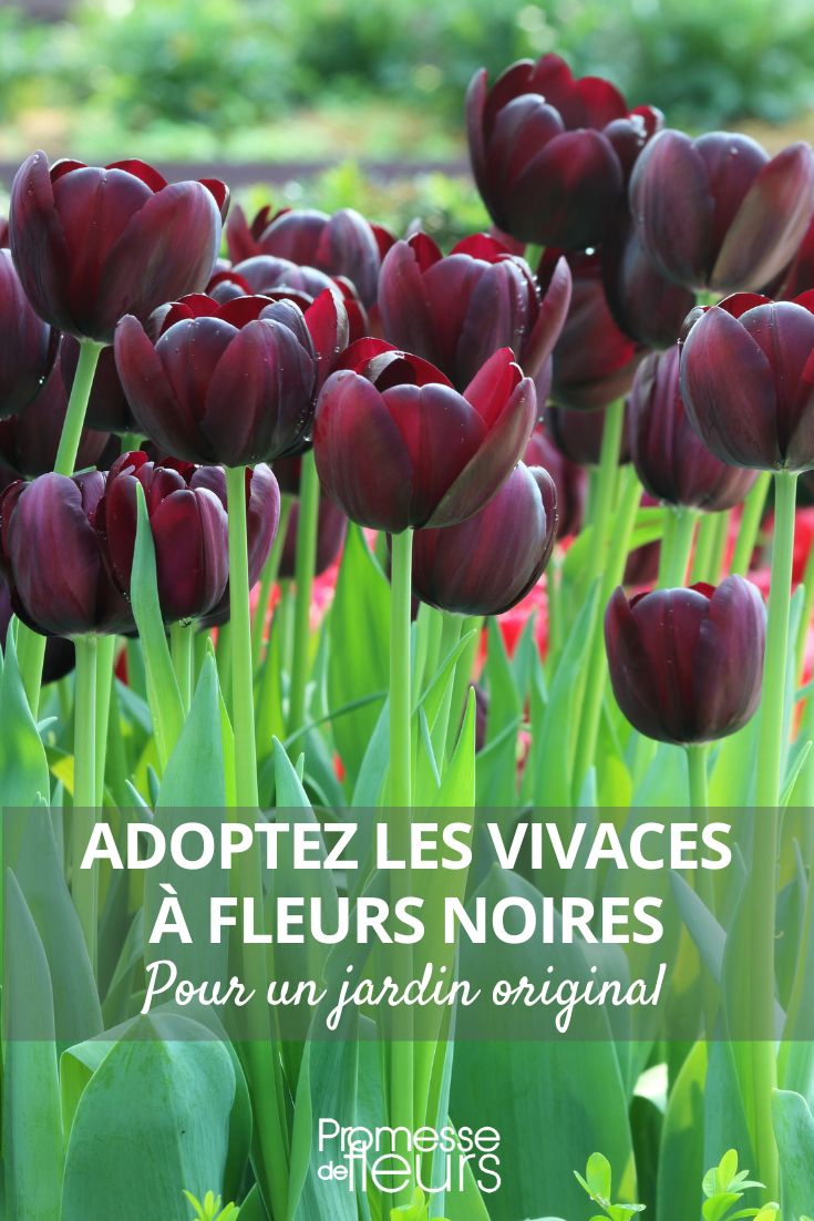 tulipán triunfo 'Black Jack'