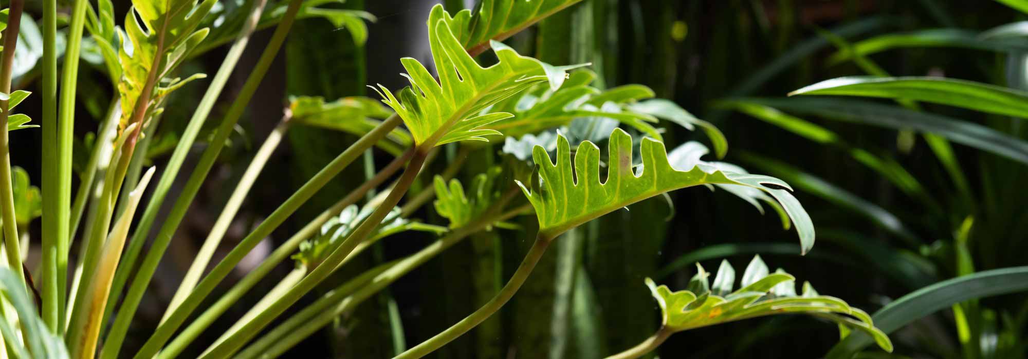 Philodendro: cultivo, cuidados y consejos