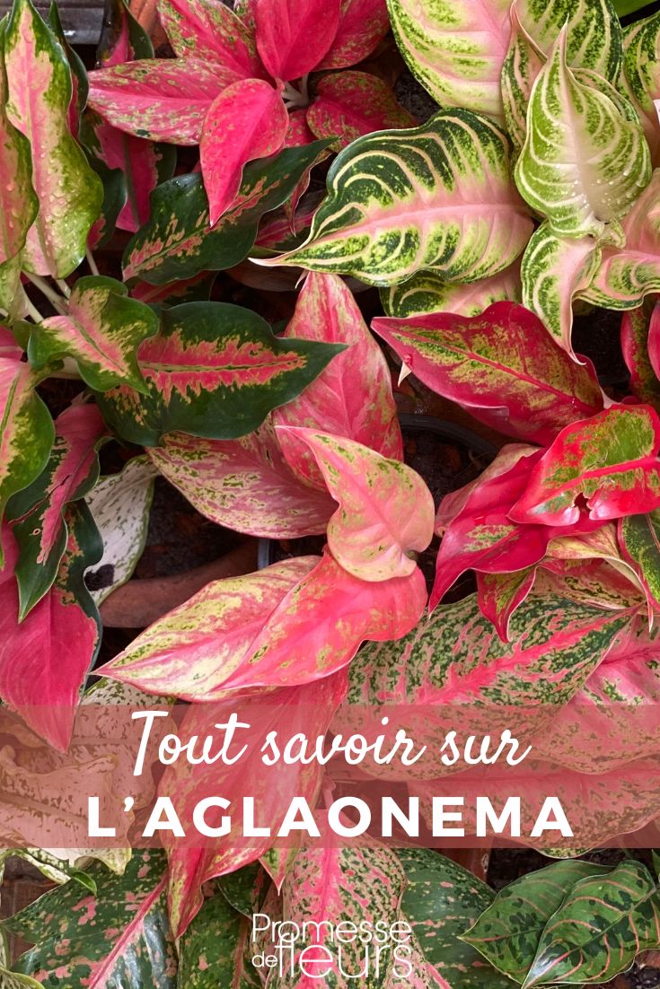 plantas Aglaonema