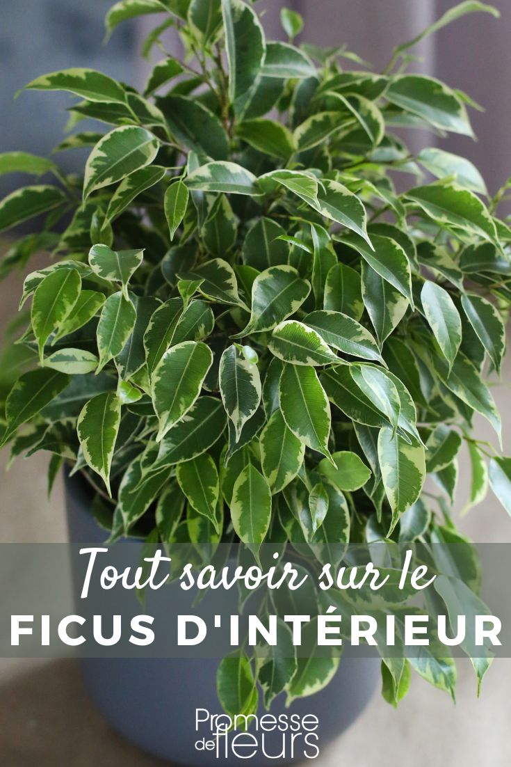# Ficus: Todo lo que necesitas saber
## Introducción
El **Ficus** es una de las plantas de interior más populares gracias a su elegancia y facilidad de cuidado. Con numerosas variedades, como el **Ficus benjamina**, **Ficus elastica** o **Ficus lyrata**, esta planta puede adaptarse a diferentes ambientes y estilos de decoración.
## Cuidados básicos del Ficus
### ???? **Luz**
Prefiere una **luz brillante e indirecta**. Evita el sol directo, que puede quemar sus hojas.
### ???? **Riego**
Riega cuando la capa superior del sustrato esté seca. **Evita el exceso de agua**, ya que puede provocar la caída de las hojas.
### ????️ **Temperatura**
Se adapta bien a temperaturas entre **15°C y 25°C**. Evita corrientes de aire frío.
### ???? **Sustrato y abono**
Usa un sustrato bien drenado y fertiliza **cada 2-3 semanas en primavera y verano** con un abono para plantas verdes.
## Problemas comunes y soluciones
- **Hojas amarillas**: Exceso de riego o falta de luz.
- **Caída de hojas**: Cambio brusco de temperatura o corrientes de aire.
- **Plagas**: Vigila la presencia de cochinillas o arañas rojas.
## Variedades más populares
- **Ficus benjamina**: Hojas pequeñas y caída elegante.
- **Ficus elastica (Árbol del caucho)**: Hojas grandes y brillantes.
- **Ficus lyrata (Higuera de hoja de violín)**: Hojas onduladas y decorativas.
## ¿Dónde colocar un Ficus?
Ideal para **salones, oficinas o dormitorios luminosos**. También puede cultivarse en exterior en climas cálidos.
## Conclusión
El **Ficus** es una planta resistente y decorativa, perfecta para principiantes y amantes de las plantas. Con los cuidados adecuados, puede convertirse en un elemento imprescindible en tu hogar.
¿Tienes un Ficus en casa? ¡Cuéntanos tu experiencia en los comentarios! ???? Ficus de interior: cultivo y cuidados