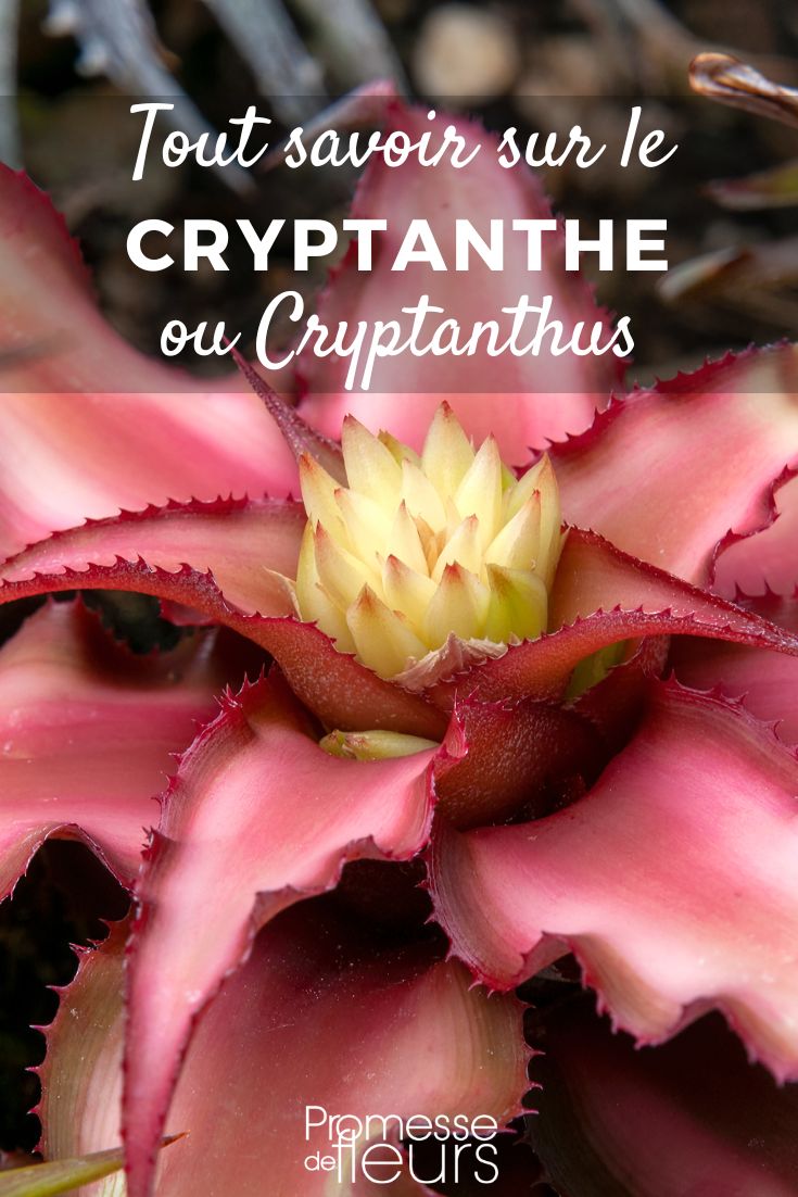 Cryptanthus Cryptanthus - Criptanto: cultivo y cuidados
El Cryptanthus, comúnmente conocido como Criptanto o Planta Estrella, es una fascinante bromelia terrestre originaria de Brasil. Con sus rosetas de hojas onduladas y colores vibrantes, esta planta exótica añade un toque tropical a cualquier espacio interior.
<strong>Condiciones ideales de cultivo:</strong>
- Luz: Prefiere luz brillante indirecta. Tolera algo de sol directo por la mañana.
- Temperatura: Entre 18°C y 27°C. Evitar corrientes de aire frío.
- Humedad: Ambiente húmedo (ideal 50-60%). Se beneficia de pulverizaciones regulares.
<strong>Sustrato y riego:</strong>
- Utiliza una mezcla aireada para bromelias o orquídeas.
- Riega cuando la superficie del sustrato esté seca al tacto.
- Evita el encharcamiento para prevenir pudrición de raíces.
<strong>Abonado:</strong>
- Aplica un fertilizante líquido diluido cada 4-6 semanas en primavera/verano.
- Usa un fertilizante equilibrado (20-20-20) a 1/4 de la dosis recomendada.
<strong>Multiplicación:</strong>
- Por separación de hijuelos que aparecen en la base de la planta madre.
- Espera hasta que los hijuelos tengan 1/3 del tamaño de la planta original antes de separarlos.
<strong>Consejos adicionales:</strong>
- Limpia las hojas con un paño húmedo para eliminar el polvo.
- Rotar la planta periódicamente para un crecimiento uniforme.
- Excelente para terrarios y composiciones tropicales.
Con sus espectaculares colores que van del verde intenso al rosa brillante, el Cryptanthus es una planta de bajo mantenimiento perfecta para principiantes y coleccionistas por igual. Su naturaleza compacta (15-30 cm de altura) la hace ideal para espacios reducidos.