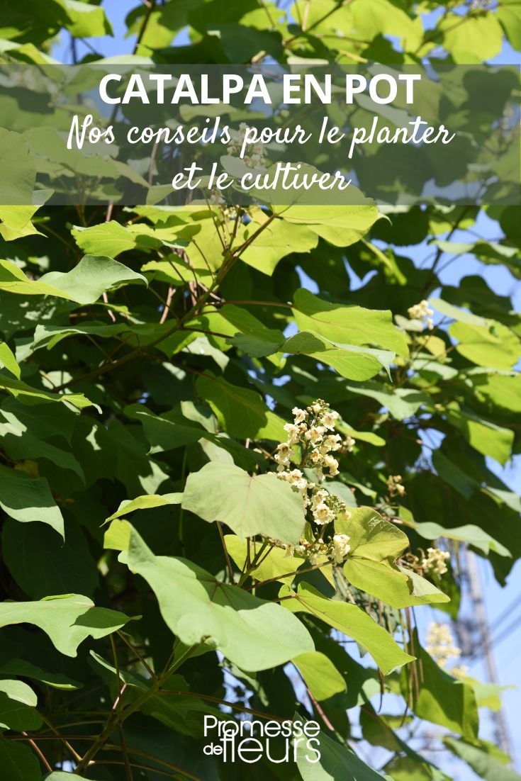 catalpa en maceta
