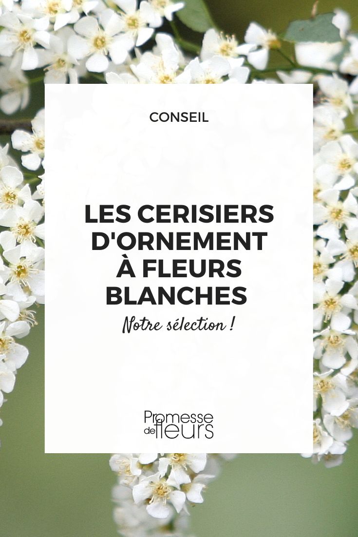 Prunus padus (traducción directa, ya que es el nombre científico de la planta conocida como "cerezo aliso" o "cerezo de racimos" en español)