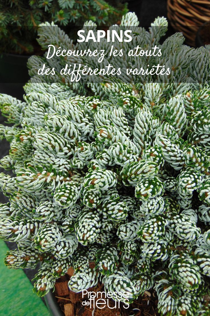Abies-koreana-Kohouts-Icebreaker (traducción: Abeto coreano Kohouts Icebreaker)  

**Descripción:**  
El *Abies koreana 'Kohout's Icebreaker'* es una variedad enana de abeto coreano que destaca por su follaje único y decorativo. Sus agujas cortas y rizadas muestran un llamativo color verde plateado en el haz y un blanco plateado en el envés, creando un efecto visual fascinante.  

**Cuidados:**  
- **Exposición:** Prefiere lugares soleados o parcialmente sombreados.  
- **Suelo:** Requiere un suelo bien drenado, fresco y ligeramente ácido.  
- **Riego:** Mantén el suelo húmedo, especialmente durante los períodos secos.  
- **Resistencia:** Muy resistente al frío, soporta temperaturas de hasta -20°C.  

**Uso en jardinería:**  
Ideal para jardines de rocas, borduras o como punto focal en pequeños jardines. Su crecimiento lento y compacto lo hace perfecto para espacios reducidos.  

**Consejo:**  
Combínalo con plantas perennes de bajo crecimiento o brezos para crear un contraste de texturas y colores.  

**Dato curioso:**  
Esta variedad fue descubierta en Alemania y es apreciada por su aspecto invernal, que añade interés visual incluso en los meses más fríos.  

*¡Una joya para los amantes de las coníferas!*