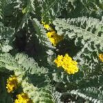 Achillea de hojas grises: un toque refinado y original para tu jardín